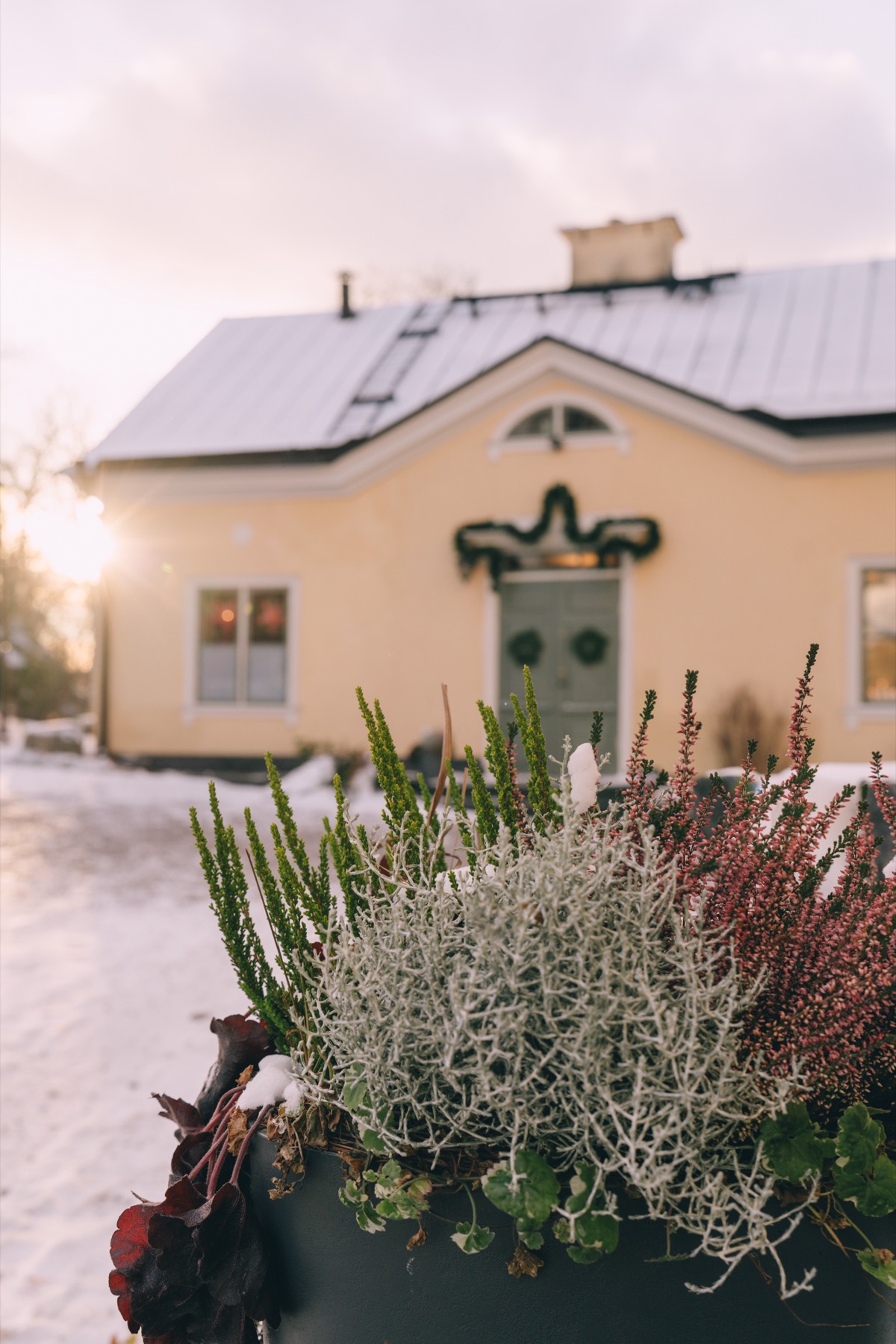 Det gula huset med grön dörr i snö, med en kruka ljung och silverris i förgrunden och lågt vintersolljus